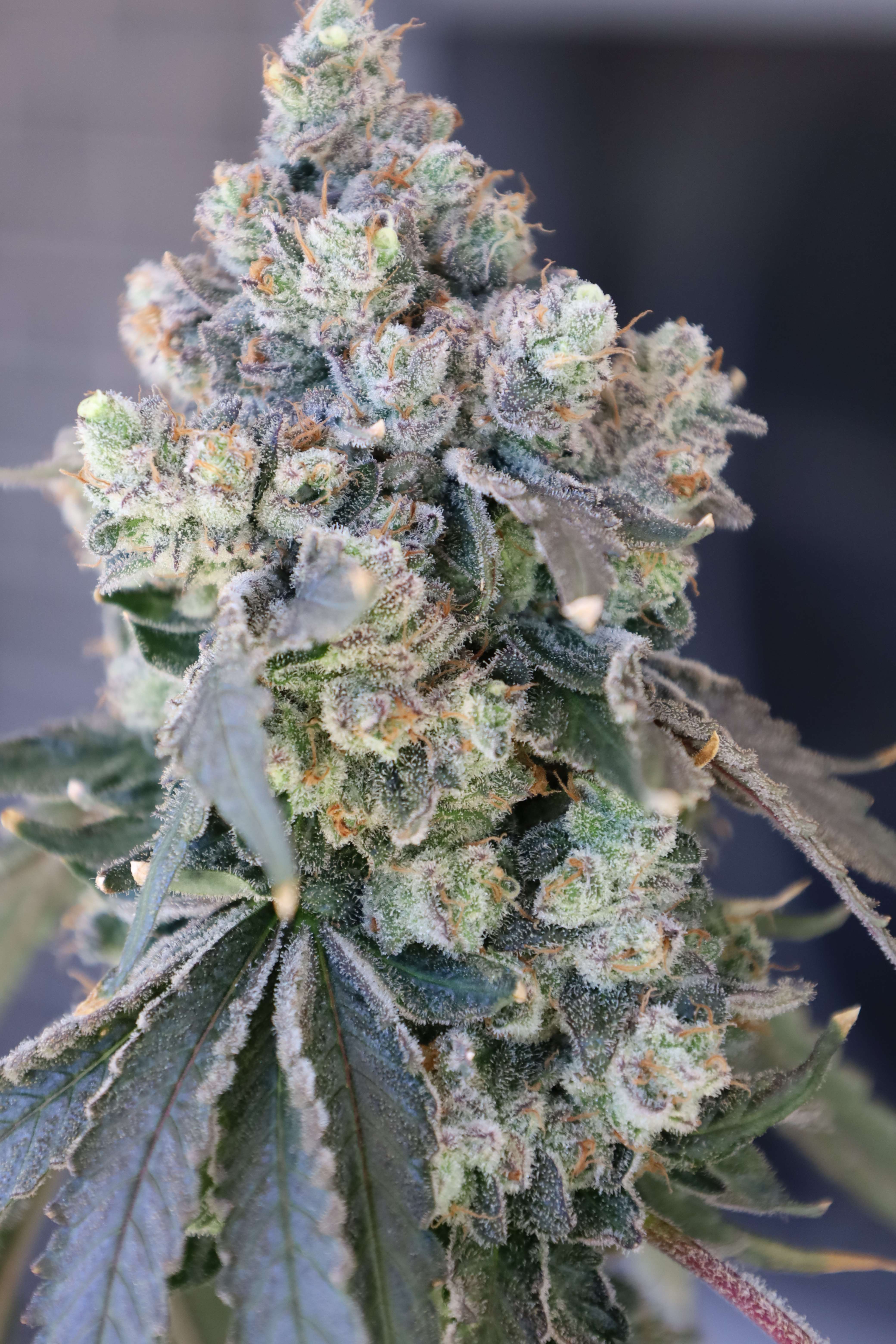 Madison Zquared Garden (N.Y.Ceeds) :: Cannabis Strain Info