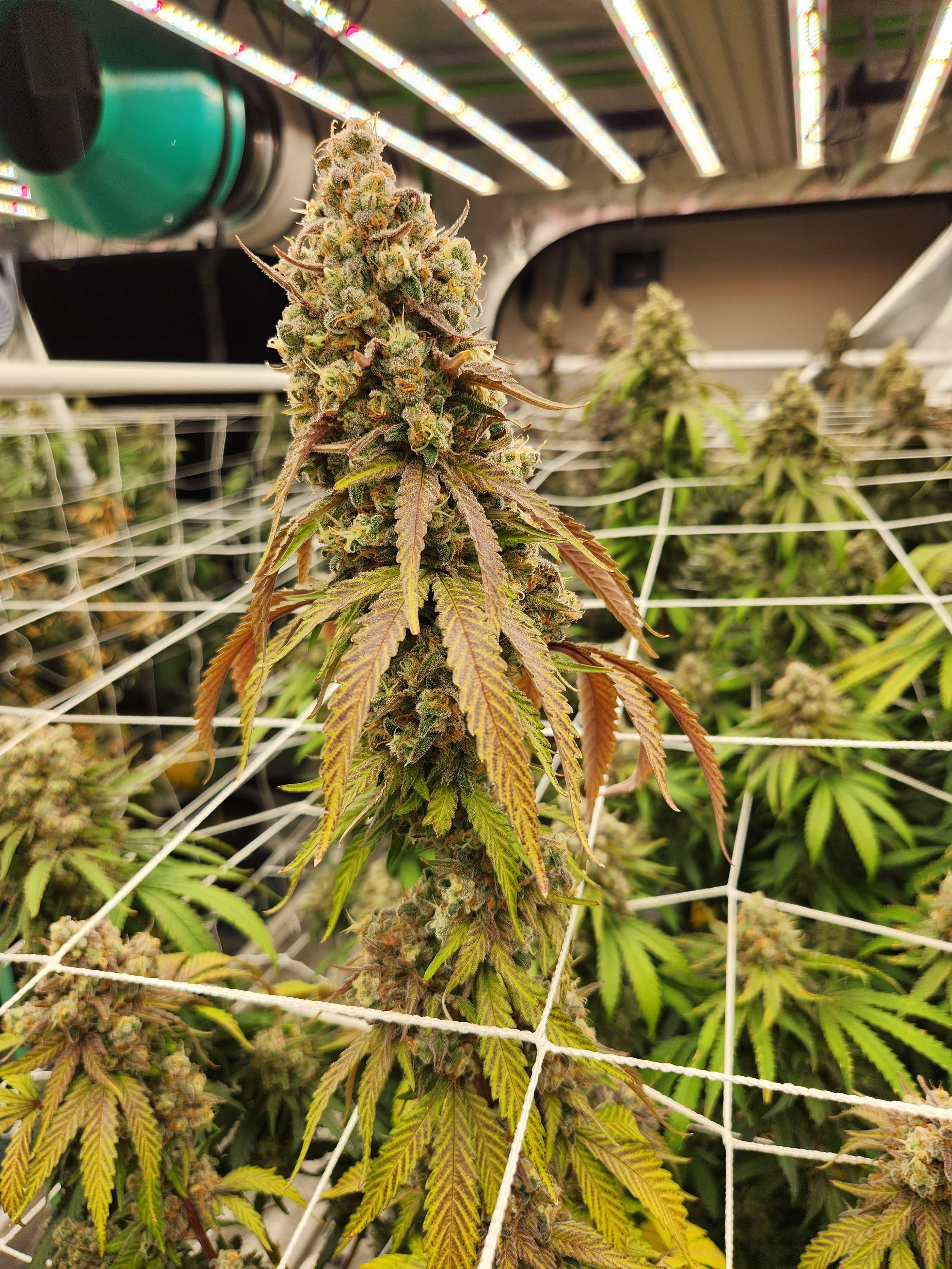 Quenepaz (N.Y.Ceeds) :: Cannabis Strain Info :: SeedFinder.eu, image size:3000x4000