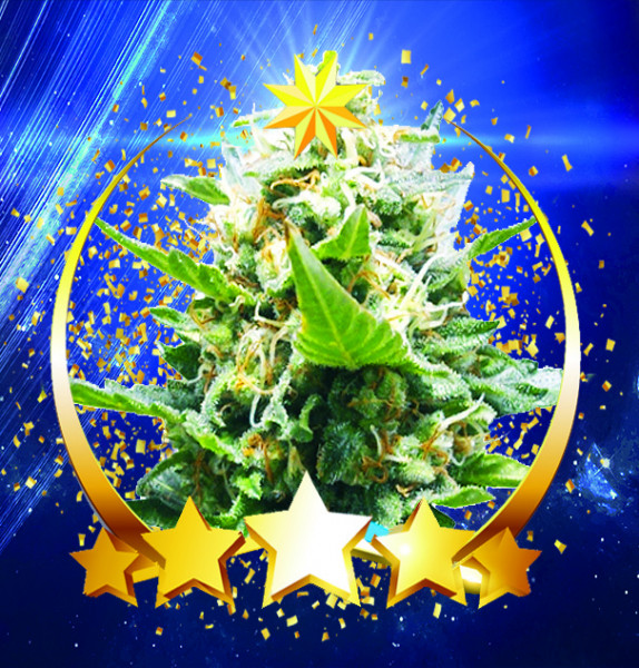 An image of CBD Medicalstar