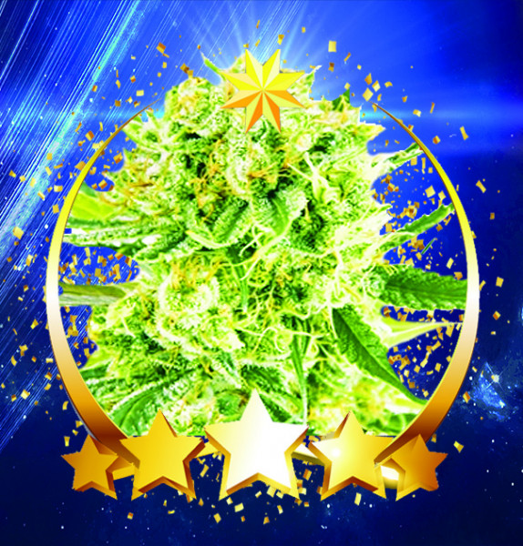 An image of Venus Cookies Auto