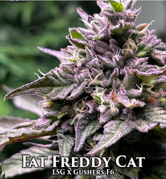 An image of Fat Freddy Cat