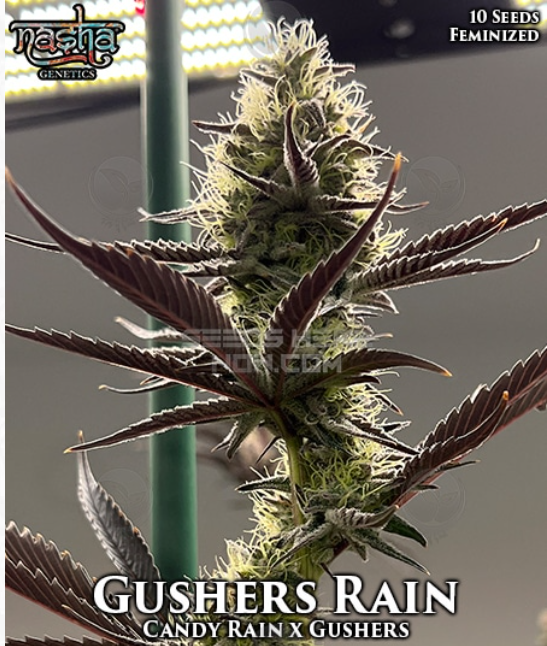 An image of Gushers Rain