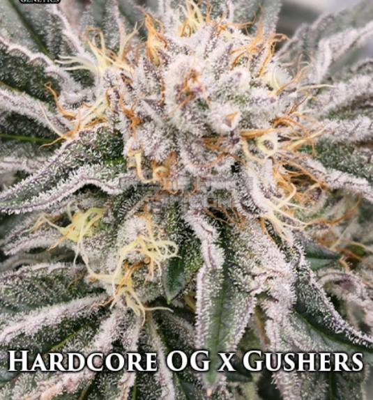 An image of Hardcore OG x Gushers