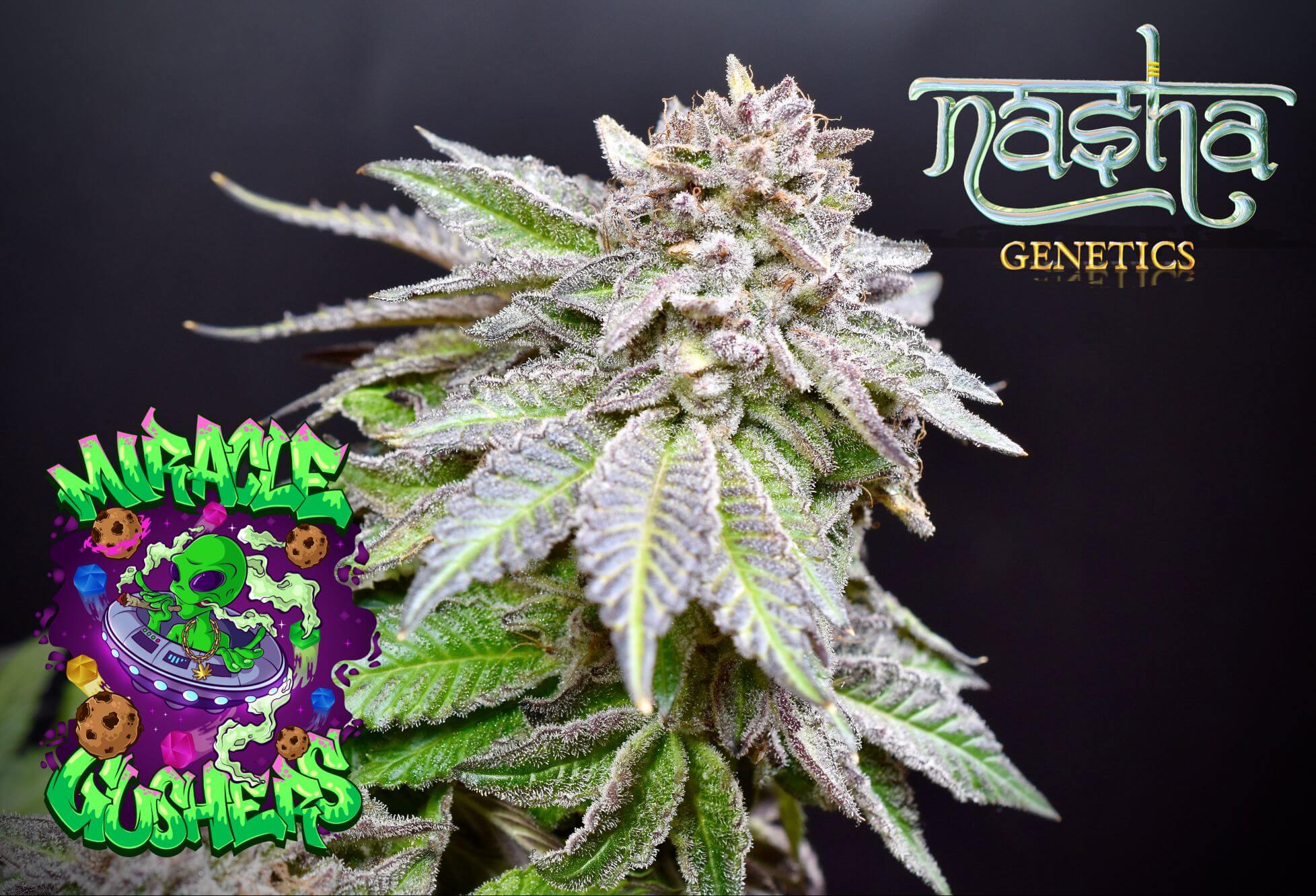 An image of Miracle Gushers