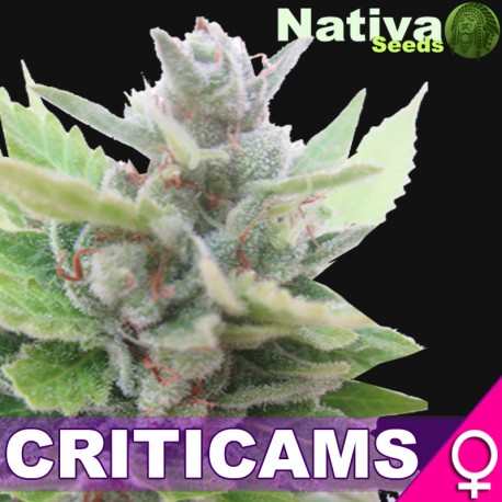An image of Criticams