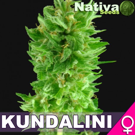 An image of Kundalini