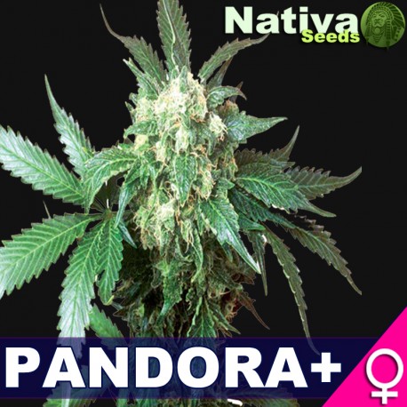 An image of Pandora+