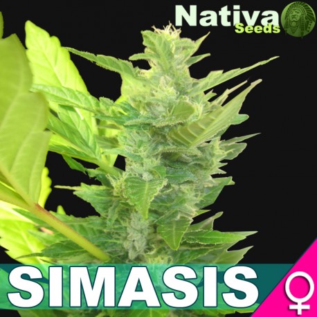 An image of Simasis