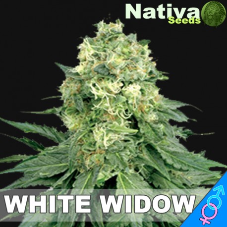 An image of White Widow