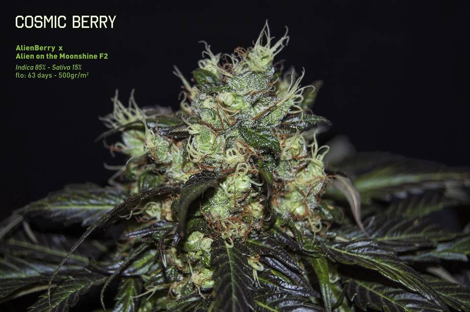 An image of Cosmic Berry