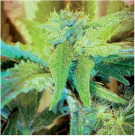 An image of Great Purple Shark