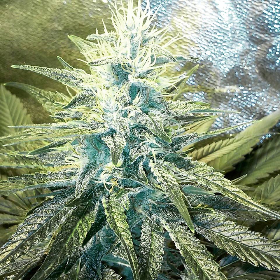 An image of Kush-G