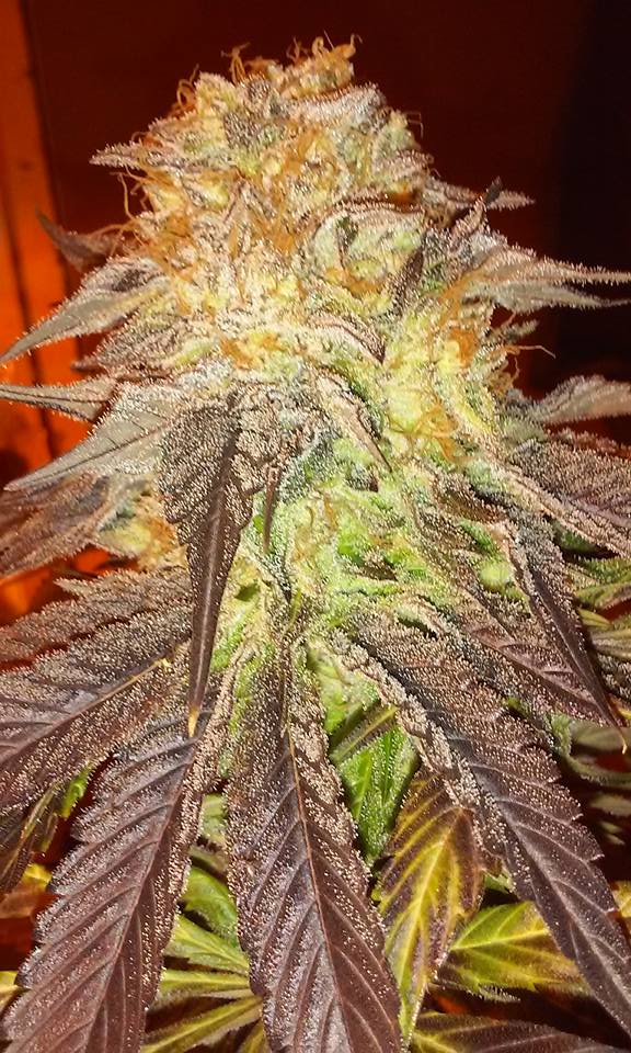 An image of Milky Bud