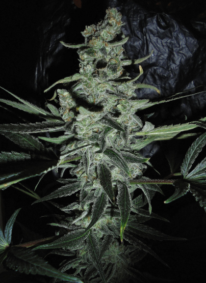 An image of Phantom Glue