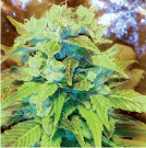 An image of Sour Tropical D