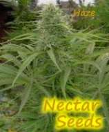 An image of Nectar-Haze