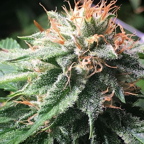 An image of Berry White