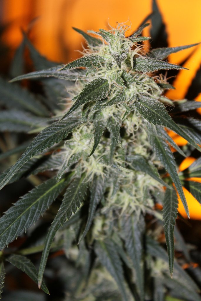 An image of Berry Bomb x POW33