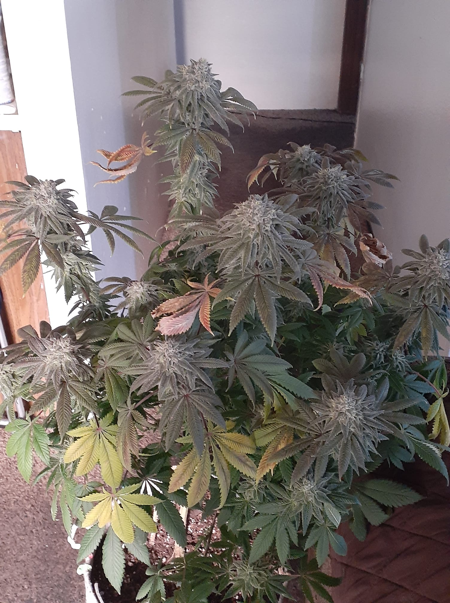 An image of Black Apple Hitchcock