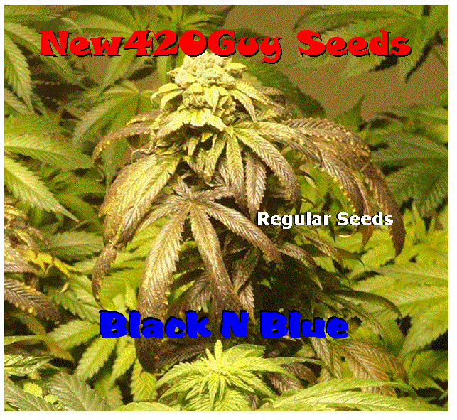 An image of Black n Blue