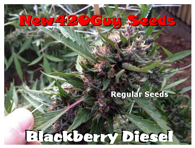 An image of Blackberry Diesel