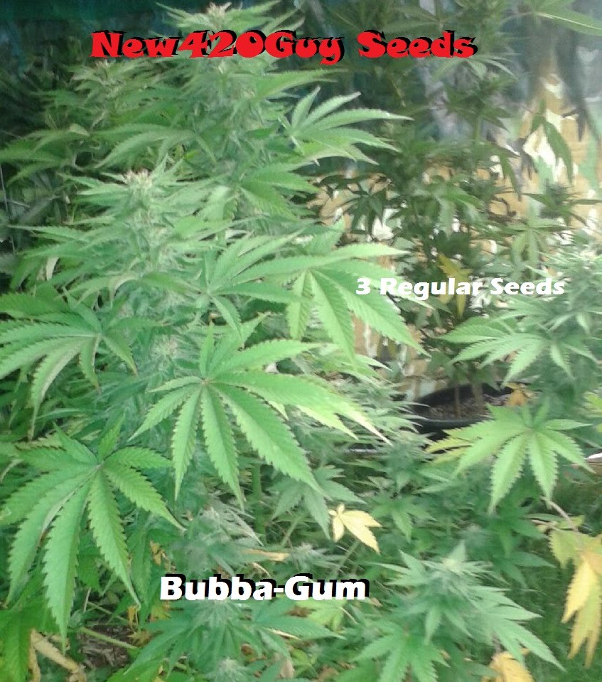An image of Bubba-Gum Kush