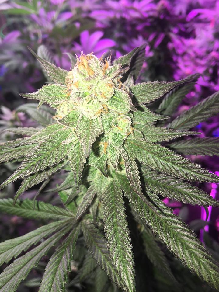 クチナシ クインクラシコ メンズ ドレスシューズ 内羽根ストレートチップ