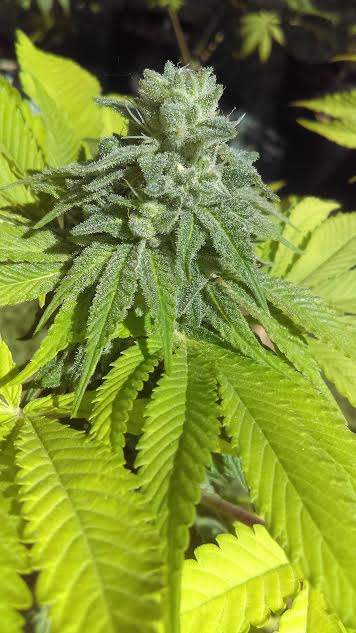 An image of Glue Cookies