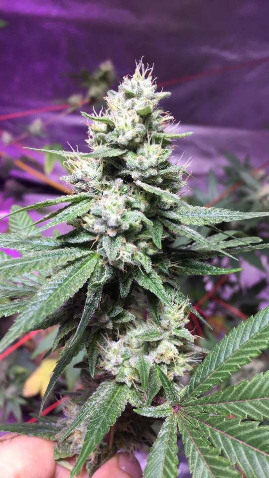 An image of Gorilla Glue #4