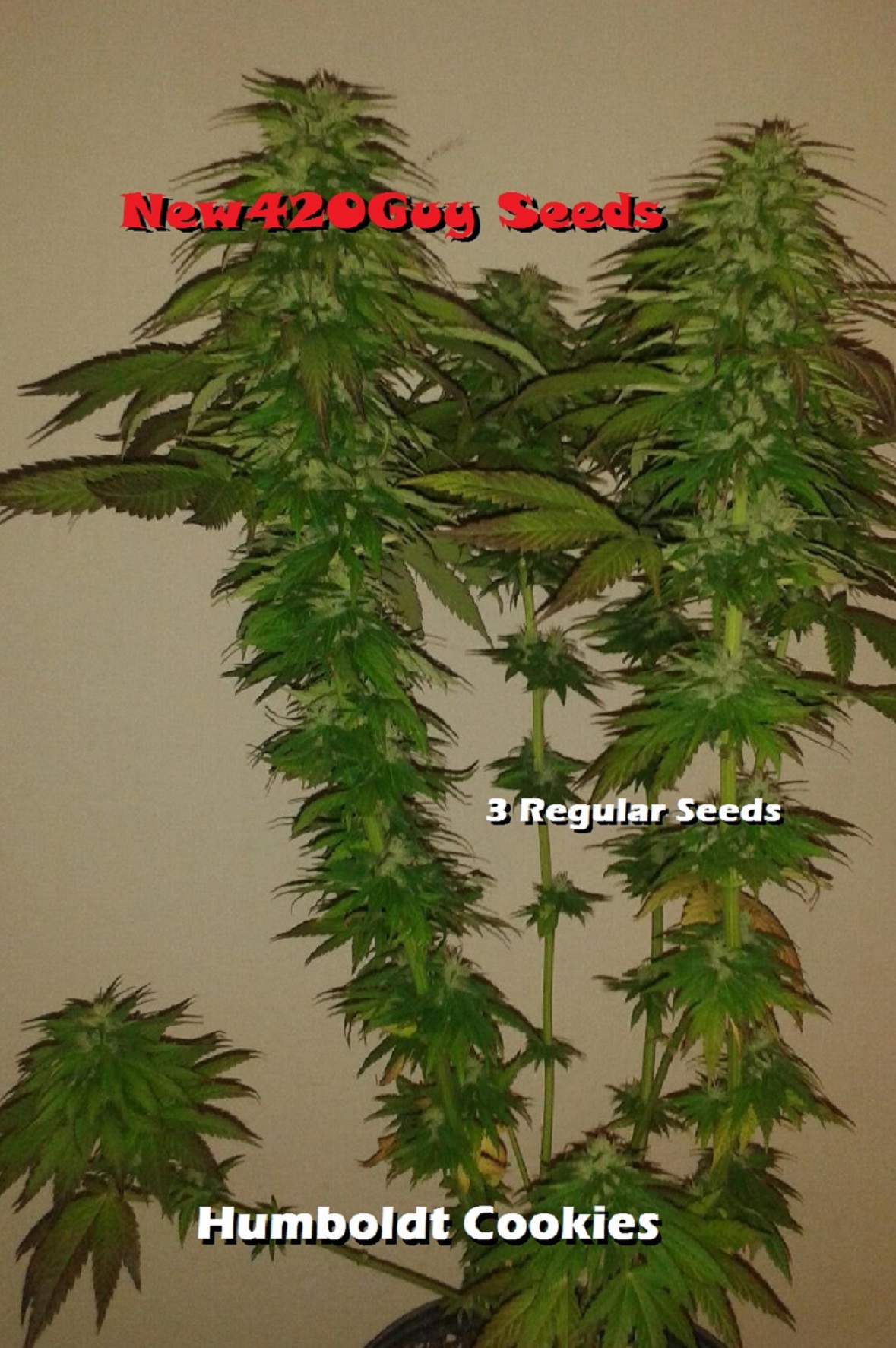 An image of Humboldt Cookies