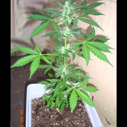An image of La Fruta x Lowryder 2
