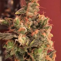 An image of Medijuana