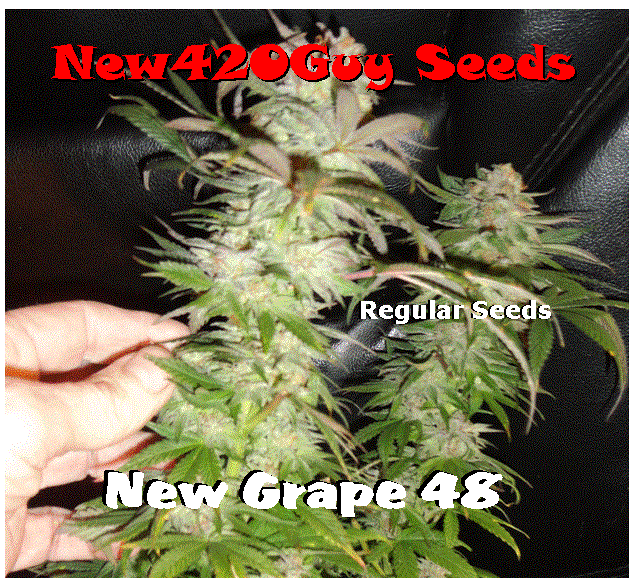 An image of New Grape 48