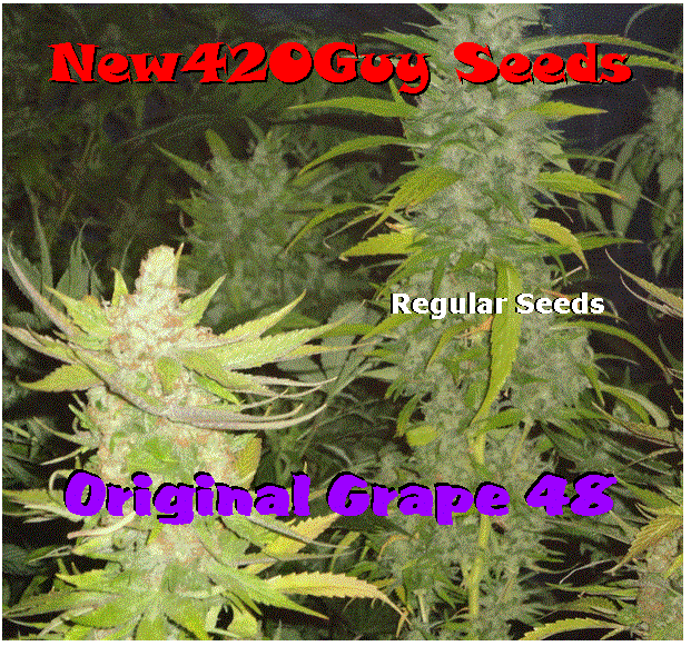 An image of Original Grape 48