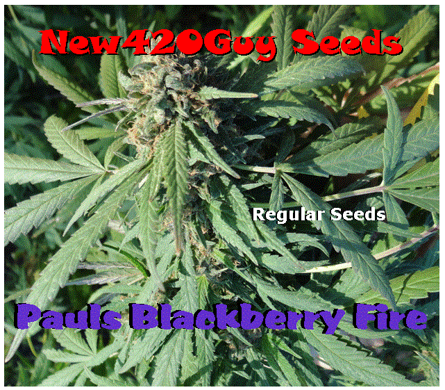 An image of Pauls Blackberry Fire