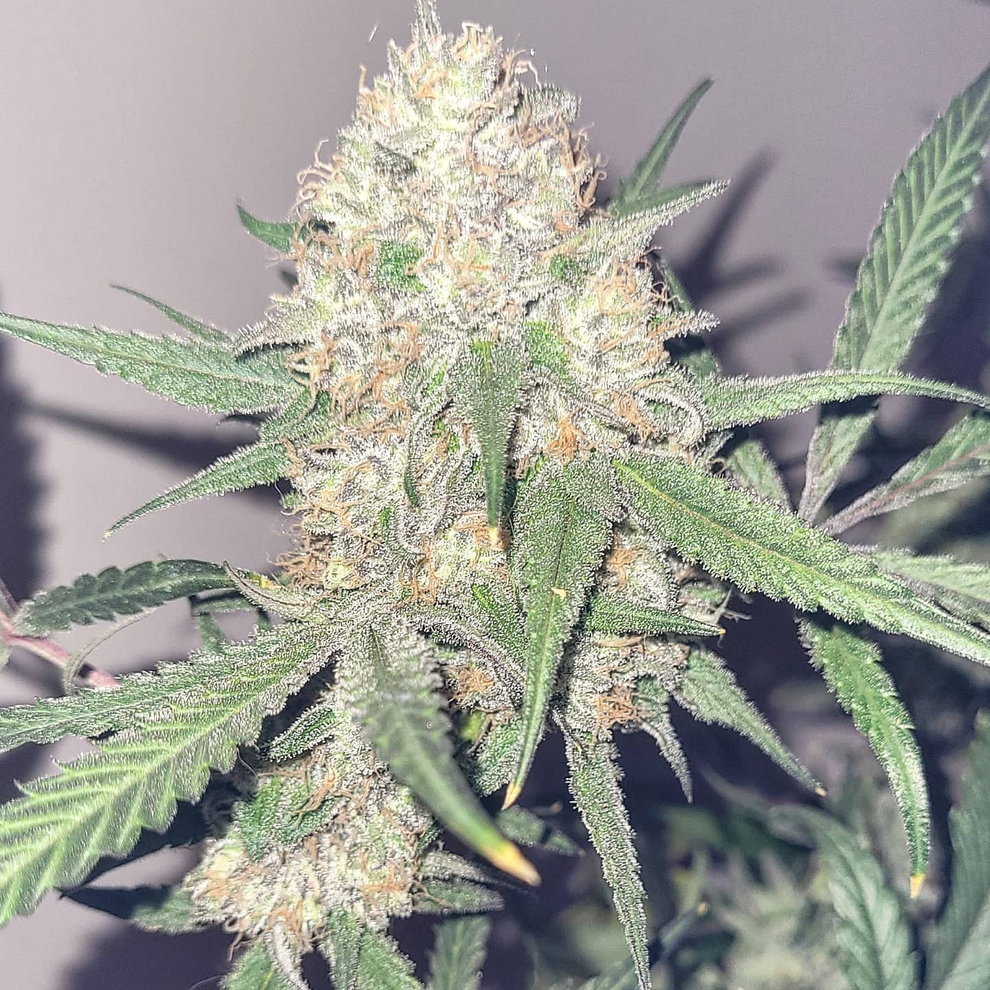 An image of Pauls Purple Peyote