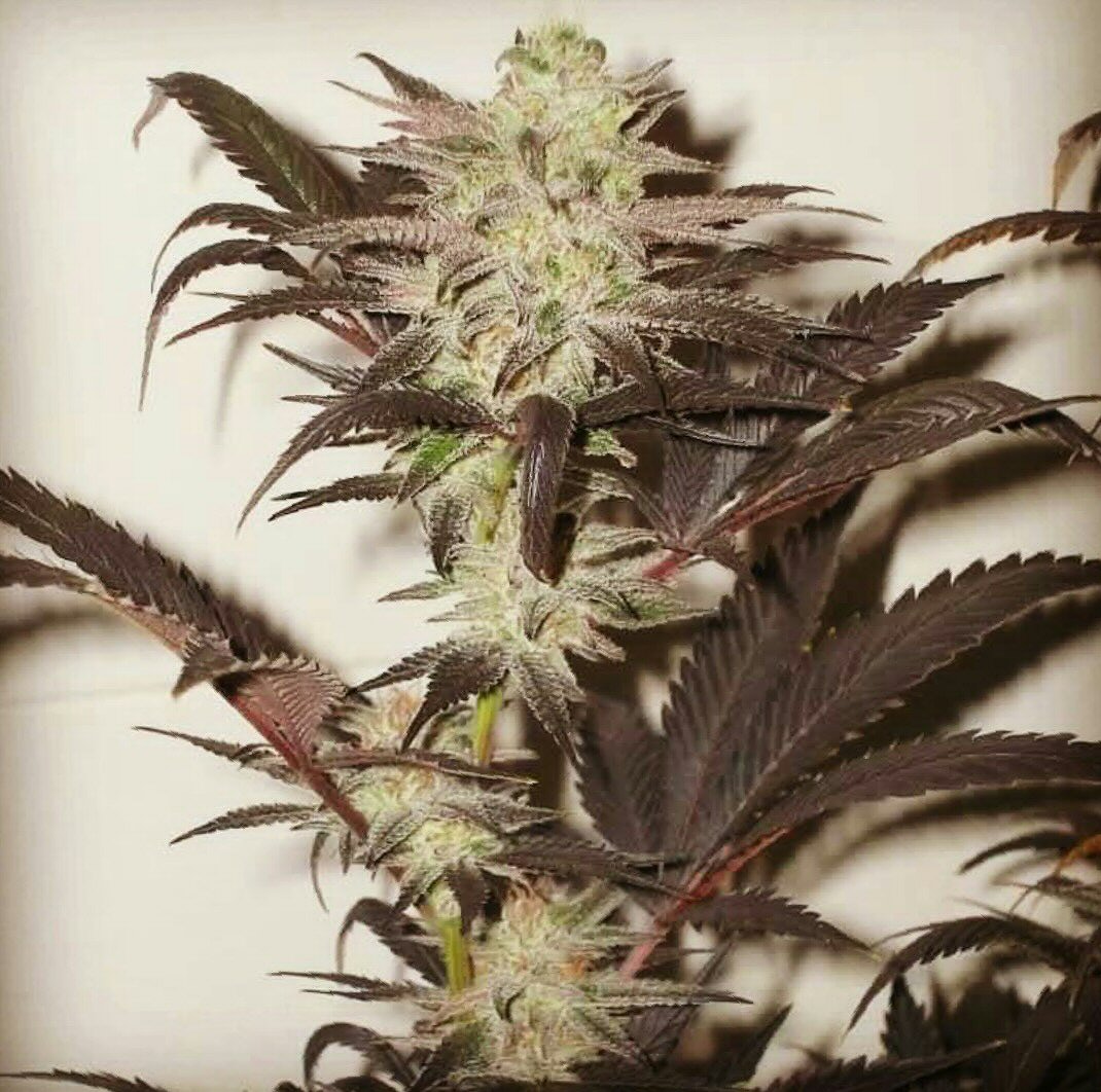 An image of Peyote Kush