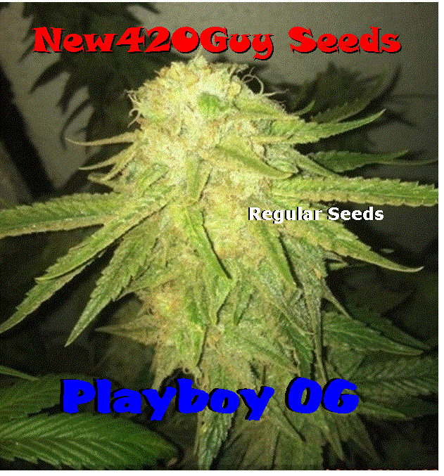 An image of Playboy OG Kush