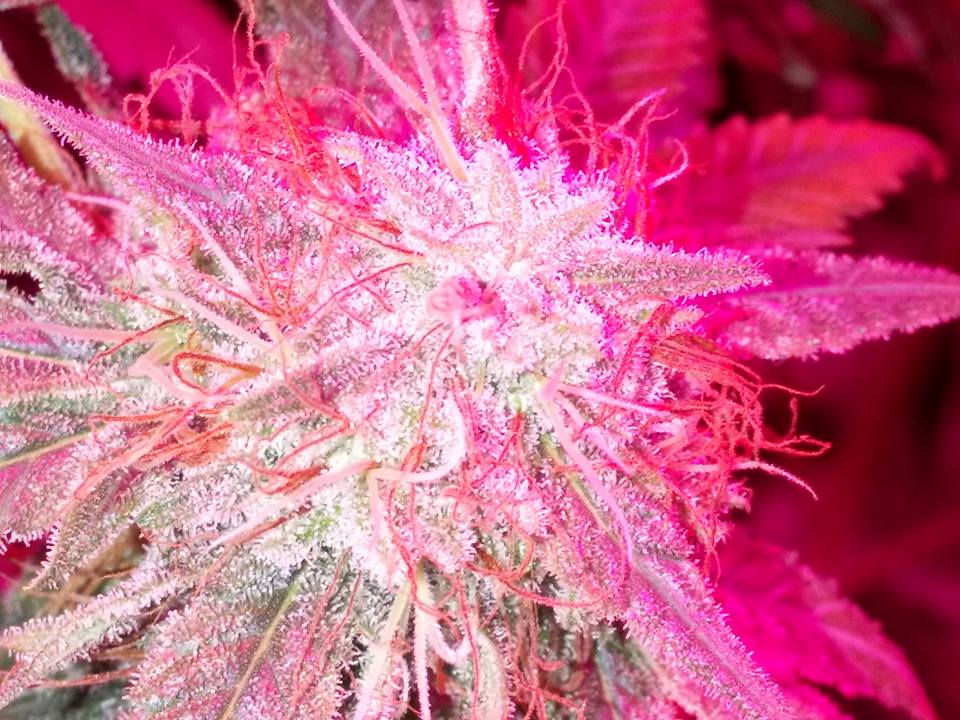 An image of Purple Ice