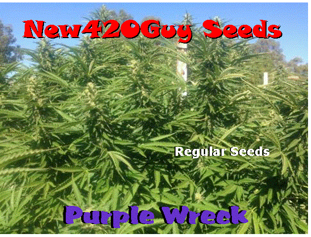An image of Purple Wreck