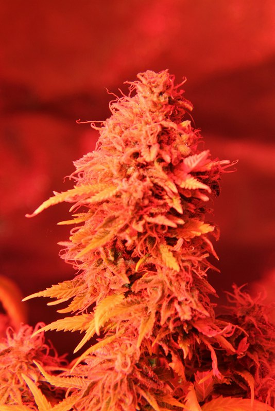 An image of Redbeard Cookies