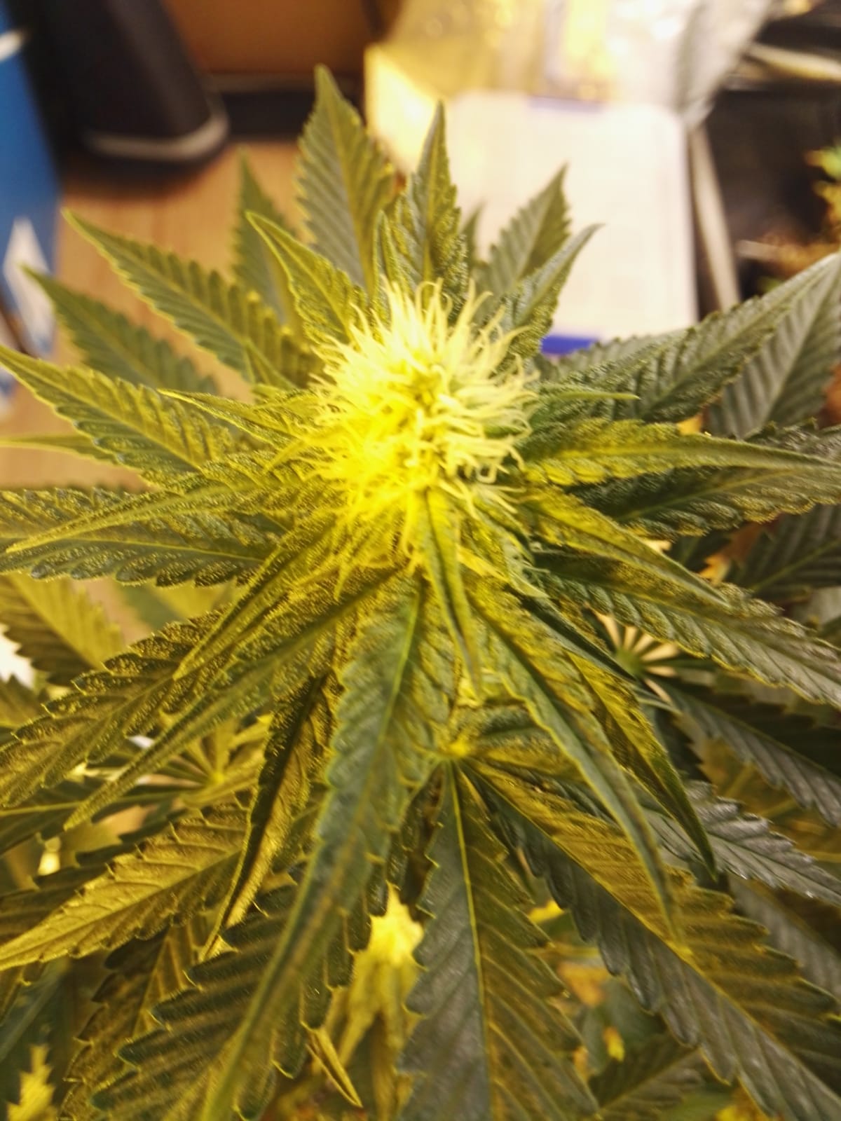 An image of Skunk Haze Auto