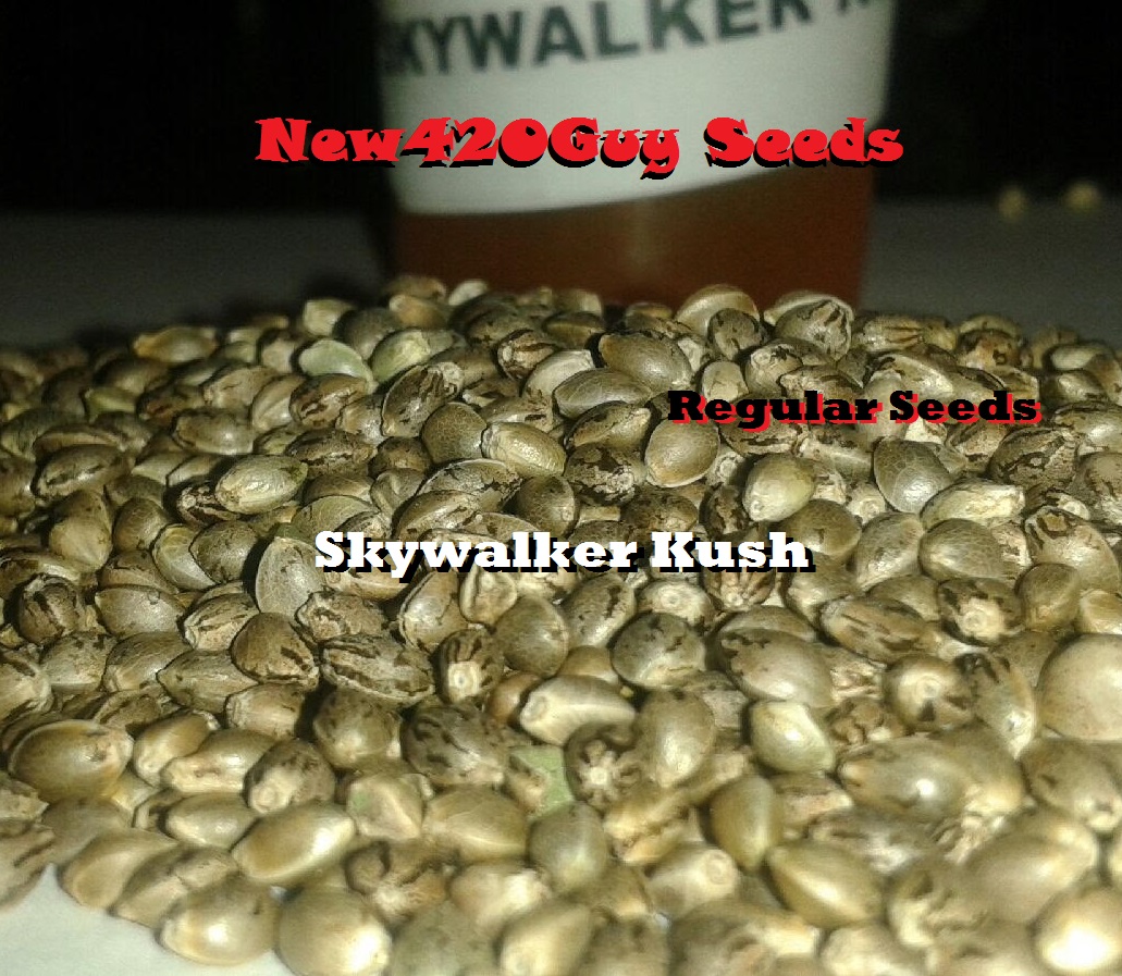 An image of Skywalker Kush