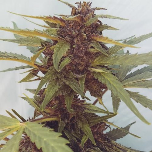 An image of Sour 60