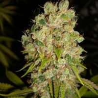 An image of Sour Lowryder 2