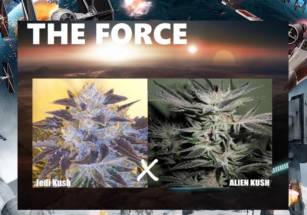 An image of The Force
