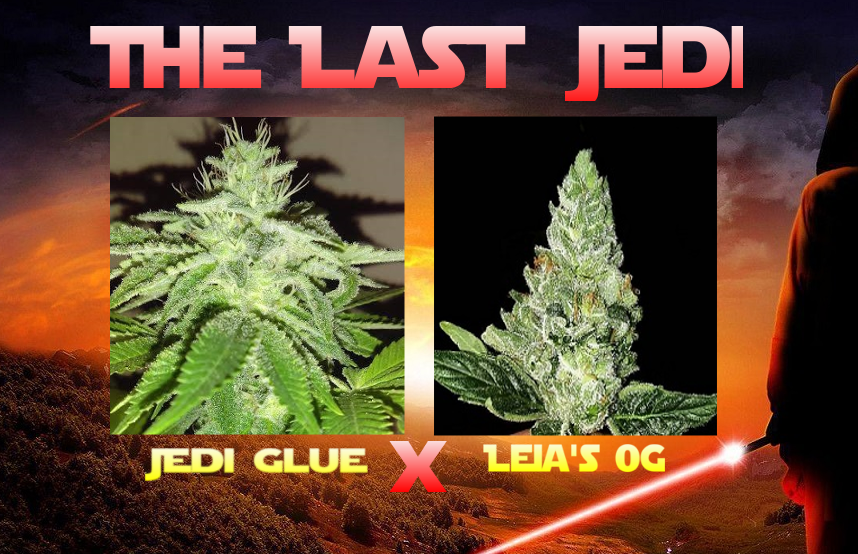 An image of The Last Jedi