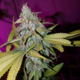 An image of Wilma Kush