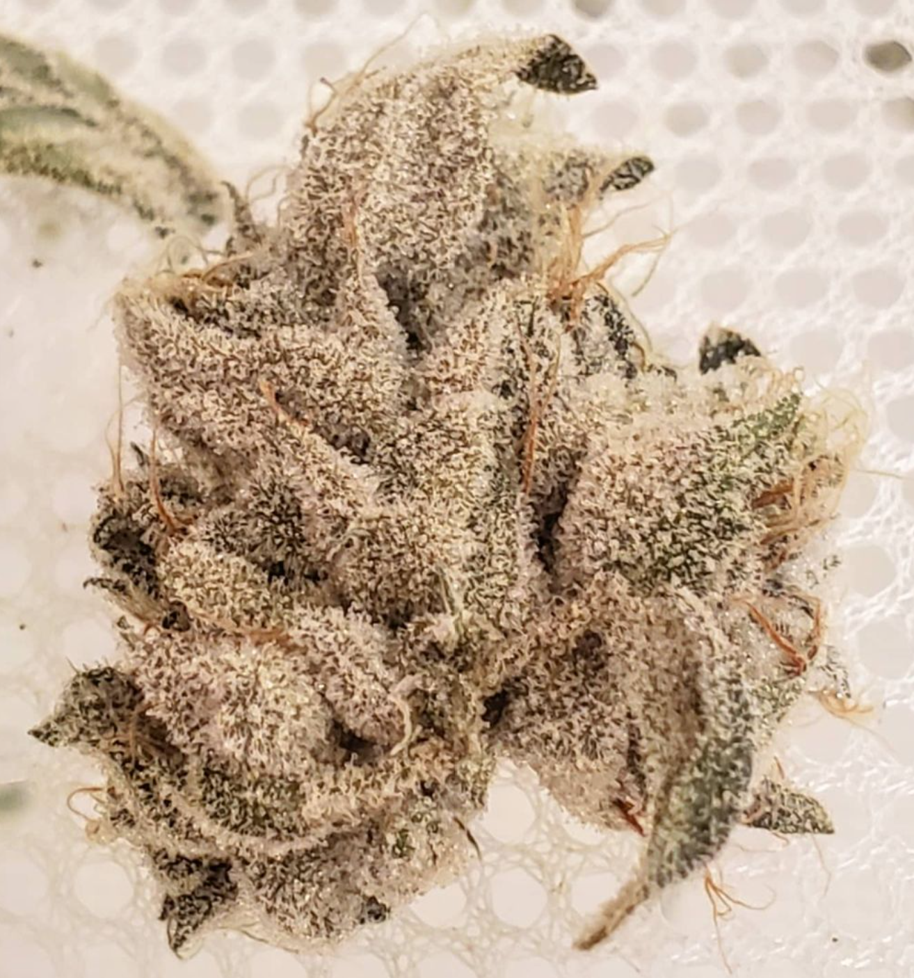 An image of Banana Breath