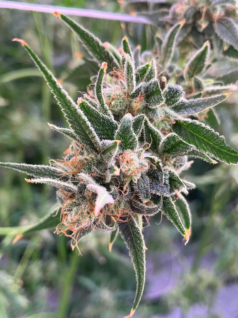 An image of Blackberry Napalm